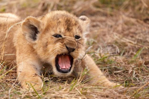 Löwenbaby